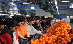 Özçınar bölgedeki narenciye fabrikalarını ve paketleme tesislerini ziyaret etti