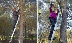 Salamis Ormanları’na kuş yuvası yerleştirildi