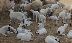 “Küçükbaş Hayvancılığın Yaygınlaştırılması Programı” kapsamında 340 adet küçükbaş hayvan dağıtımı yapılacak