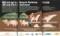 Kırkılmış koyun yünleri "Yünün Kuzey Kıbrıs’ta Yeniden Doğuşu" projesine hibe edilecek