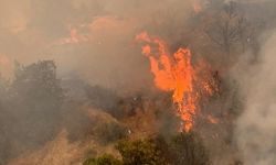 Altınova-Ağıllar köyleri arasında tepelik arazideki yangında hasar tespiti yapıldı