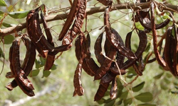 Güzelyurt’ta zeytin ve harup hasadına başlama tarihleri açıklandı