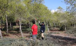 İskele Belediyesi, çam kese böceğine karşı mücadele başlattı