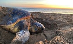 SPOT Marine Life: "Kaplumbağalar erken yumurtlayarak ısınan ülkeye ayak uydurmaya çalışıyor"