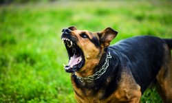 Limasol'da bir kadın ve iki çocuk köpeklerin saldırısına uğradı