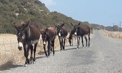 Karpaz Koruma Derneği, Dipkarpaz’a Enformasyon Dairesi açılmasını talep etti