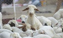 DÜÇ'ten kasaplık hayvan satışı