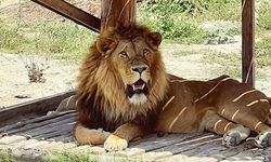 Manavgat'ta hayvan parkından kaçan aslan bir kişiyi yaraladı