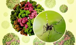 Çin’de chikungunya virüsü: Sivrisinek kaynaklı salgın büyüyor