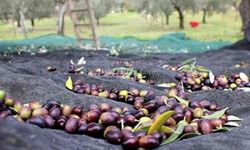 Gazimağusa ilçesi zeytin hasadı başlama tarihleri belirlendi