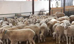 Küçükbaş hayvanlarda görülen çiçek hastalığına Güney Kıbrıs'ta henüz rastlanmadı