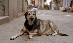 Lefke Çevre ve Ekoloji Derneği: “Başıboş köpeklerin oluşturduğu tehlikeye karşı acil önlem alınmalı”