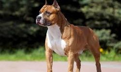 Limasol'da iki yaşındaki çocuğa köpek saldırdı. Ameliyata alınan çocuğun hayati tehlikesi bulunmuyor