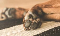 Güney Kıbrıs'ta yaşlı kadına köpeklere 3 yıl yaklaşmama cezası