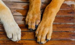 İki toplumlu teknik komite sahipsiz köpekler konusunu görüşüyor