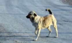 Köpeğini başıboş bırakan şahsa yasal işlem