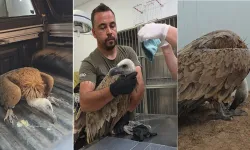 Güney Kıbrıs'a İspanya’dan ithal edilen bir akbaba KKTC’de tedavi görüyor