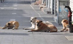 Tuzluca köyünde köpeklerini başıboş bırakan şahsa yasal işlem