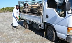 Lefke Belediyesi, şap hastalığına karşı dezenfeksiyon uygulaması başlattı