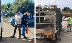 Erenköy-Karpaz Belediyesi, şap hastalığına karşı önleyici tedbirleri hayata geçirdi