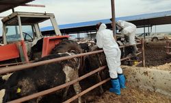 Veteriner Dairesi: "Şap hastalığı ile mücadele kapsamında 6 günde 35 bin 702 hayvan aşılandı"