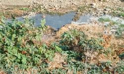 Lefke Ekoloji Derneği, yetkilileri Lefke Gemikonağı Deresi’ndeki foseptik akışı konusunda göreve çağırdı