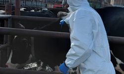 Şap hastalığına karşı aşılama çalışmaları sürüyor… 54 bin 163 hayvan aşılandı