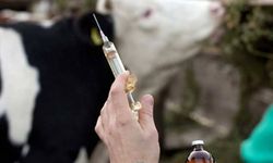 Sanayi Odası: “Ülkedeki tüm büyükbaş ve küçükbaş hayvanlar aşılanmalı”