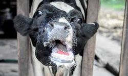 KKTC’de görülen şap hastalığı Güney Kıbrıs’ta endişe yarattı