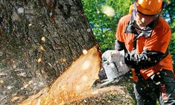 Orman Dairesi: Boğazköy'deki ağaç kesimi izinsiz yapıldı.. Yasal işlemler başlatıldı