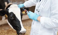 Veteriner Dairesi'nden üreticilere "Şap hastalığı belirtilerini gecikmeden bildirin" çağrısı