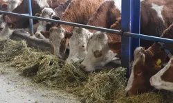 Avustralya’dan sonra İngiltere de adayı şap hastalığı nedeniyle takibe aldı