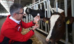 Şap hastalığıyla mücadelede 69 işletmede 7 bin 700 aşılama yapıldı