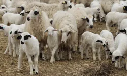 DÜÇ’ten kasaplık hayvan satışı…