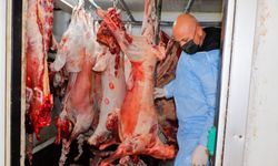 Gazimağusa’da 800 kilo kaçak et ele geçirildi