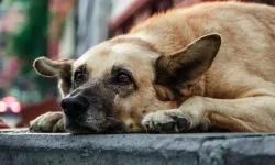 Başıboş ve ruhsatsız köpek bulunduran şahsa yasal işlem