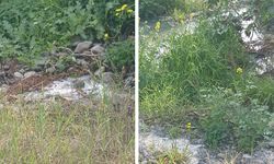 Lefke Çevre ve Ekoloji Derneği: “Gemikonağı Deresi’ni kaplayan foseptik kirliliği üç aydır olduğu gibi duruyor”