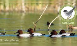 KUŞKOR ve BirdLife Cyprus, kış ortası su kuşu sayımı yaptı