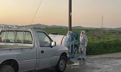 Larnaka’da 11 çiftlikte şap hastalığı tespit edildi