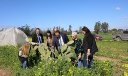 Tarım Bakanı Çavuş babutsada görülen koşnille mücadelede umut verici gelişme kaydedildiğini söyledi