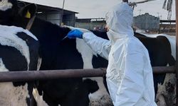 Güney Kıbrıs’a 10 bin doz şap aşısı teslim edildi