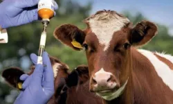 Güney Kıbrıs'ta 170 bin 801 hayvan aşılanacak, 260 inek itlaf edildi