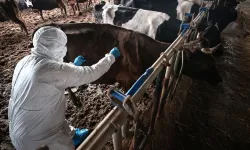 Güney Kıbrıs'ta şap hastalığının görülmesi... 13 binden fazla hayvanın itlaf edilmesine başlanıyor