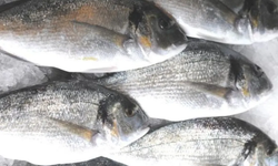 Balıklar kötü hava koşulları sebebiyle balık çiftliğinden kaçtı