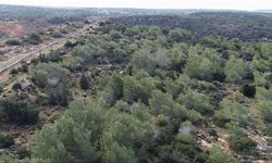 62 kuruluş, 3 bin 500 dönüm orman arazisinin devredilmesini ortak açıklamayla reddetti