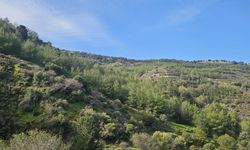 Yürüyüş gruplarından ortak basın açıklaması: “Ormanlar hepimizindir”