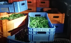 Aracında taşıdığı 100 kg biberle Güney Kıbrıs'a kaçak geçmeye çalışan Kıbrıslı Türk yakalandı