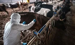 Güney Kıbrıs’ta şap hastalığı yayılmaya devam ediyor