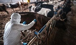 Şap ile mücadele eden Güney Kıbrıs’ta şimdi de “Sıhhi bomba” sorunu