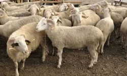 DÜÇ’ten kasaplık hayvan satışı duyurusu